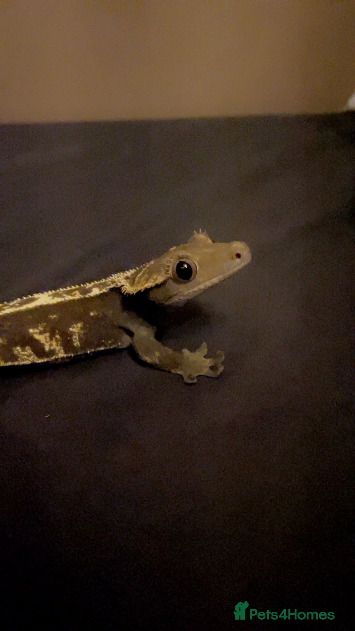 Gecko reptiles Harlequin Crested Gecko  - Advert 2
