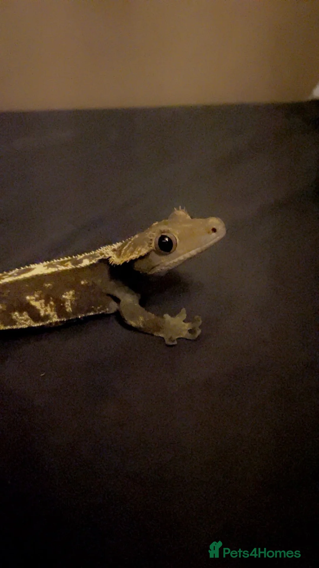 Gecko reptiles for sale: Harlequin Crested Gecko  in Huddersfield - Advert 1
