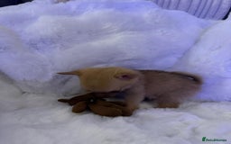 Pomchi dogs for sale: Fluffy Tiny Pomchi Puppies.🥰😍🤗 - Image 12