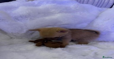 Pomchi dogs - Advert 11
