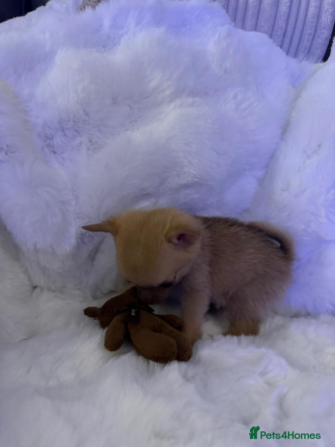 Pomchi dogs for sale: Fluffy Tiny Pomchi Puppies.🥰😍🤗 - Image 12