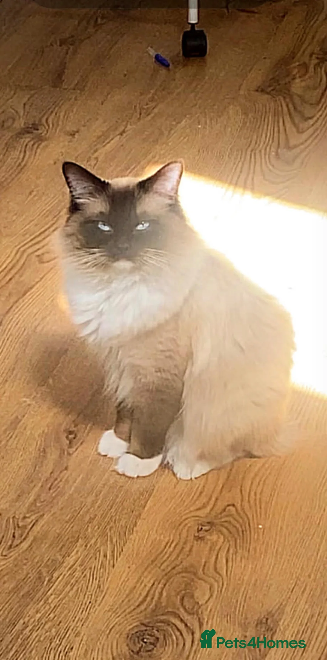 Ragdoll cats for sale: Beautiful 16 month male ragdoll in Eastleigh - Advert 3