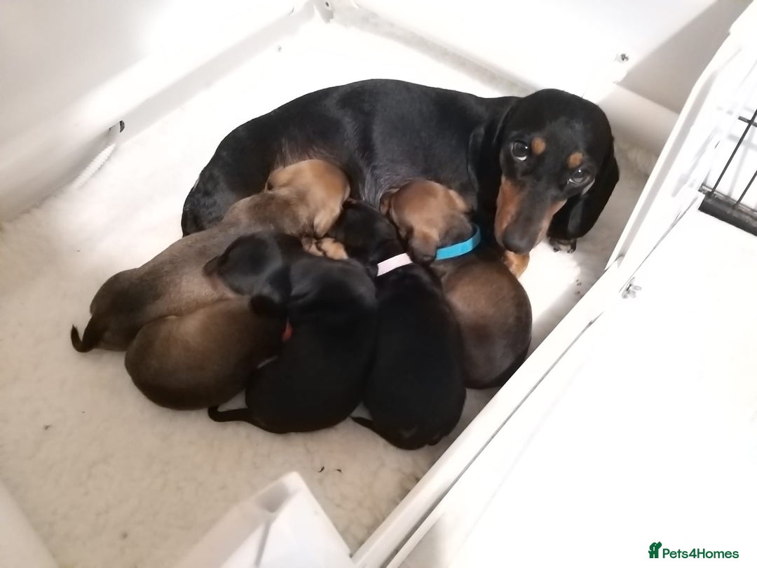 Miniature Dachshund dogs for sale: KC, PRA clear miniature smooth dachshund puppies - Advert 6