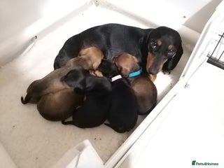 Miniature Dachshund dogs Stunning miniature smooth dachshund puppies - Advert 3