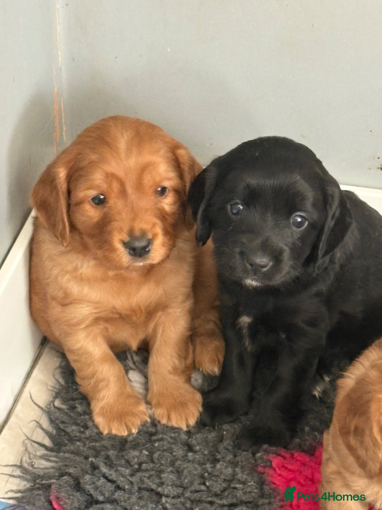 Cockapoo dogs F1b Cockapoos- Show Cocker Spaniel x Cockapoos  - Advert 1