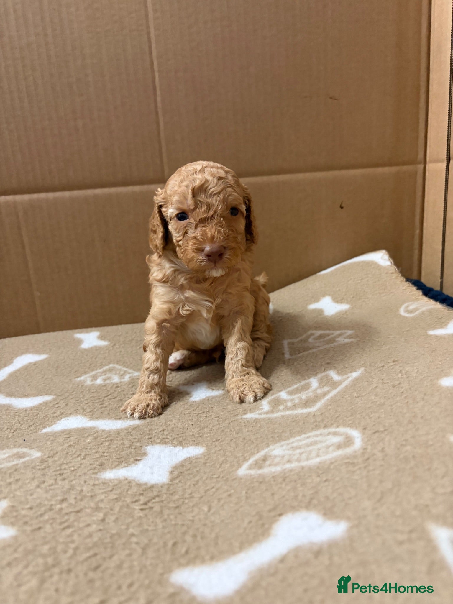 Cockapoo dogs Miniature Cockapoo Puppies - Advert 1
