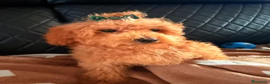 Maltipoo 3