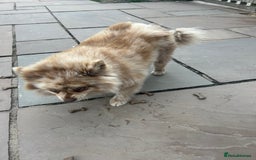 Pomeranian dogs for sale: 2 x pomeranians - Image 20