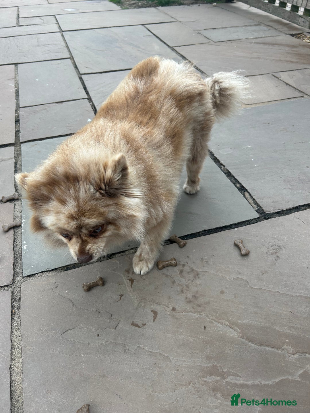 Pomeranian dogs for sale: 2 x pomeranians - Image 20