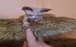 Sphynx cats for sale: Sphynx girl kitten for sale - Image 4