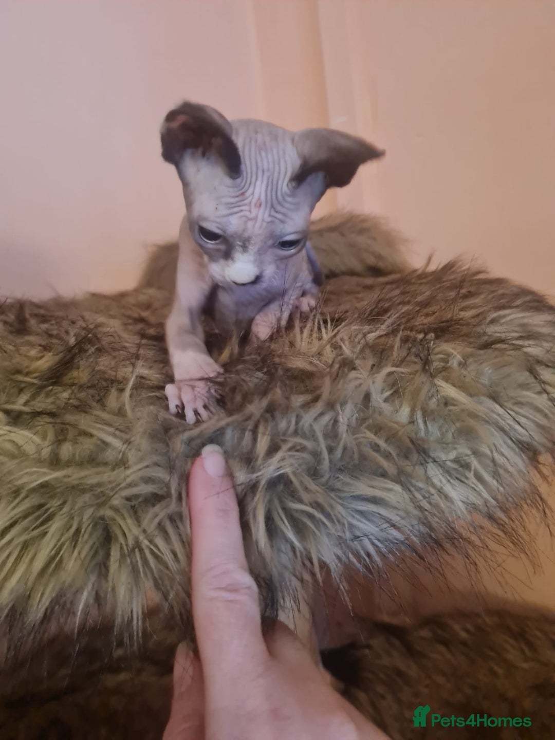Sphynx cats for sale: Sphynx girl kitten for sale - Image 4