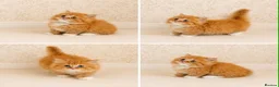 Persian cats for sale: 2 LEFT Rare PERSIAN Munchkin Minuet Kittens  - Advert 9