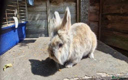 Lionhead rabbits for sale: Rabbit - Image 4