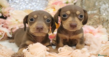 Miniature Dachshund dogs - Advert 4