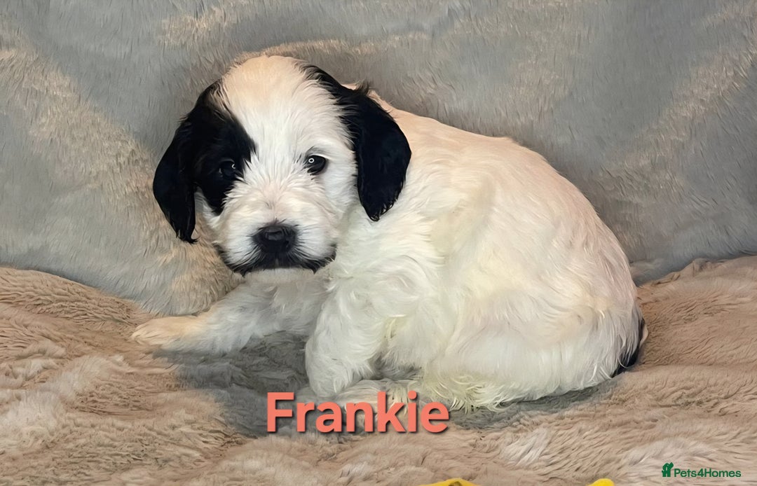 Cockapoo dogs for sale: Adorable cockapoo puppies - Image 6