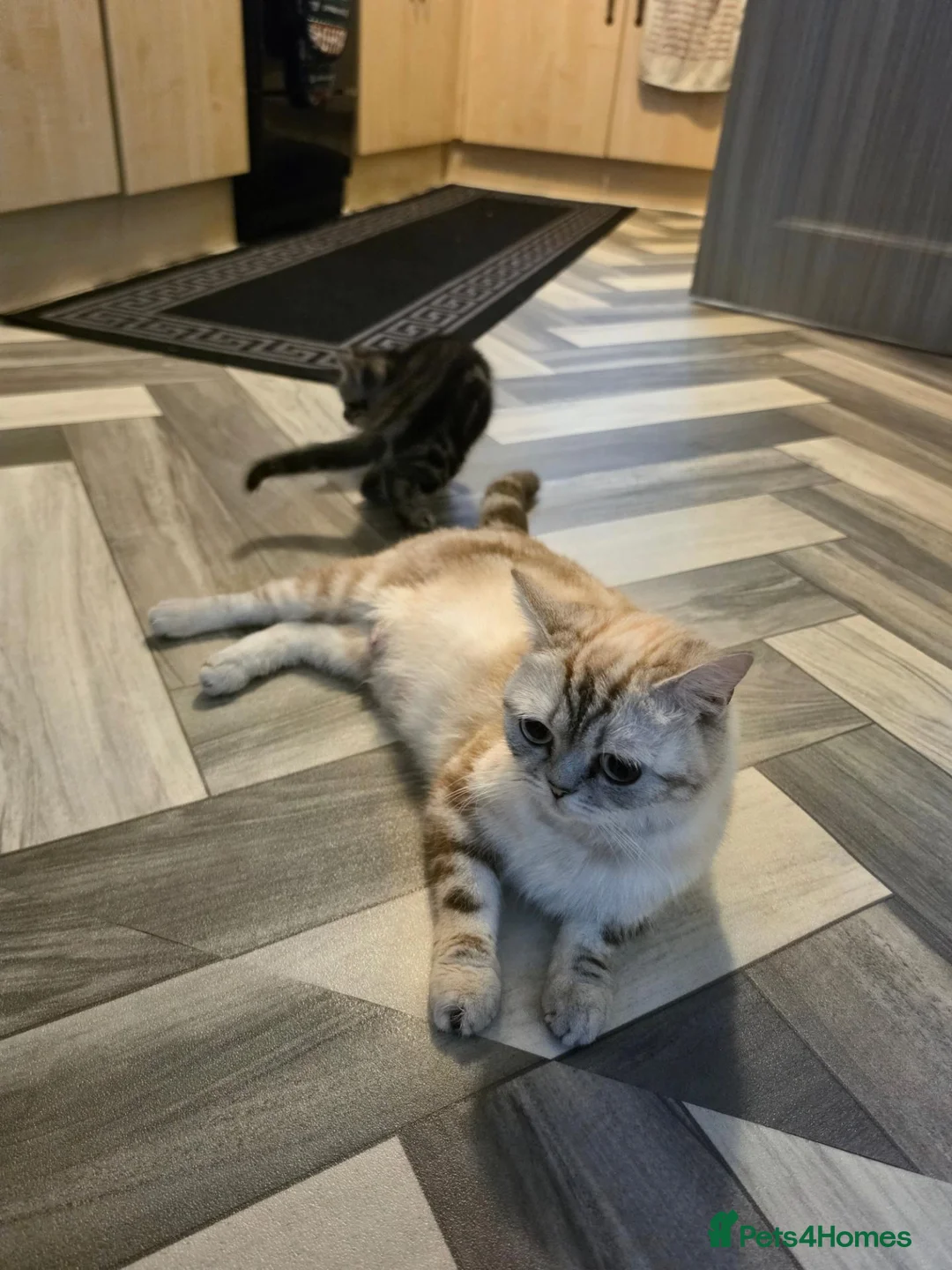 Mixed Breed cats for sale: Kittens available  - Advert 1
