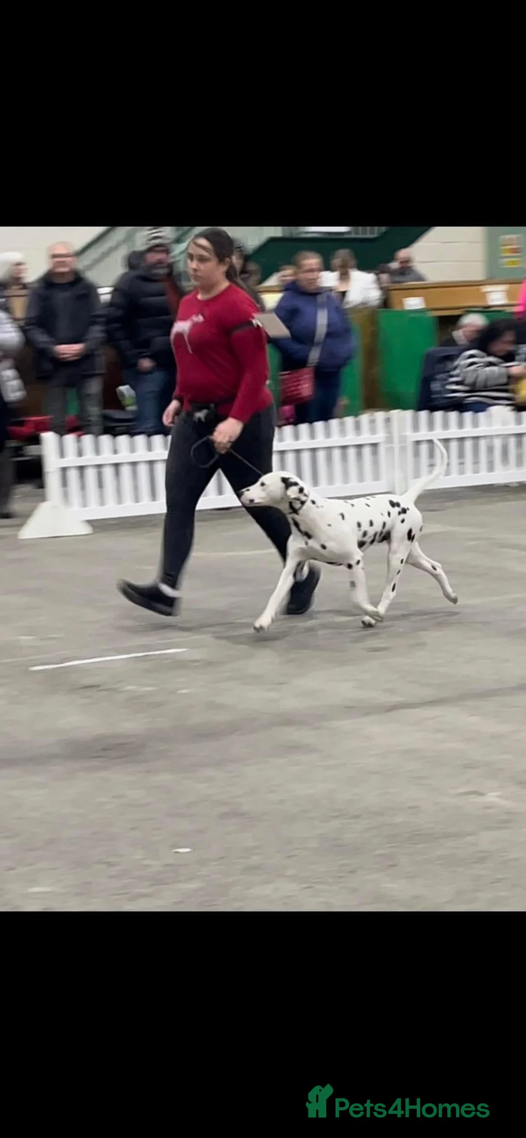 Dalmatian dogs for stud: CRUFTS QUALIFIED FOR LIFE HEALTH TESTED in Aberdare - Advert 16
