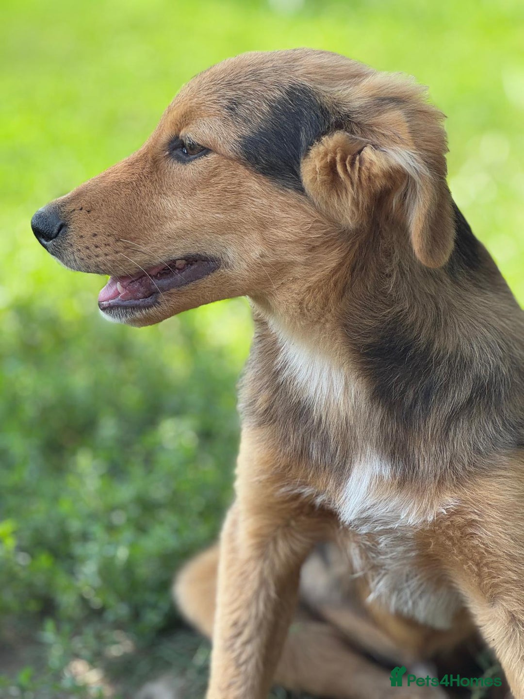 Mixed Breed dogs for adoption: JASPER - a Superb Puppy Boy, for a Loving Home - Image 12