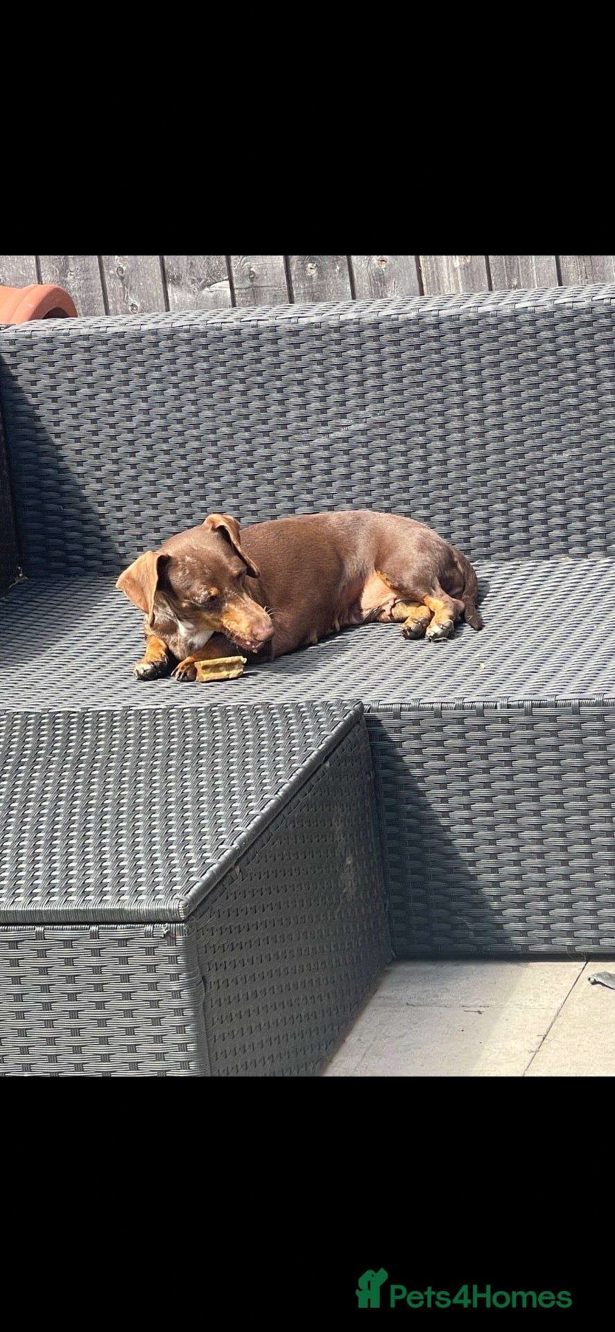Dachshund dogs Dachshund puppies  - Advert 10