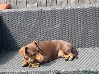 Dachshund dogs Dachshund puppies - Advert 10