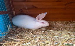 Continental Giant rabbits for sale: Young continental giant (buck)  - Advert 2