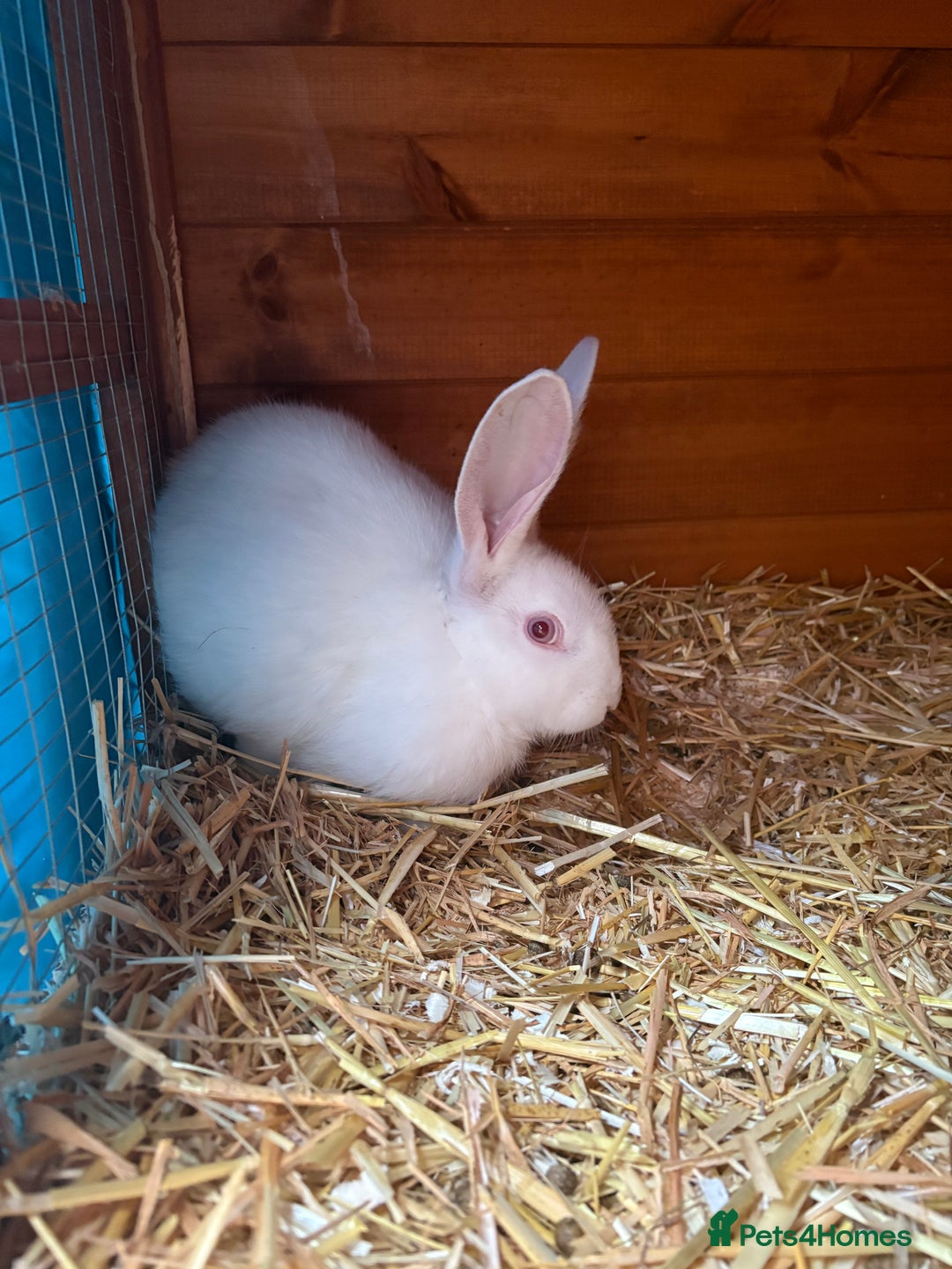 Continental Giant rabbits for sale: Young continental giant (buck)  - Advert 2