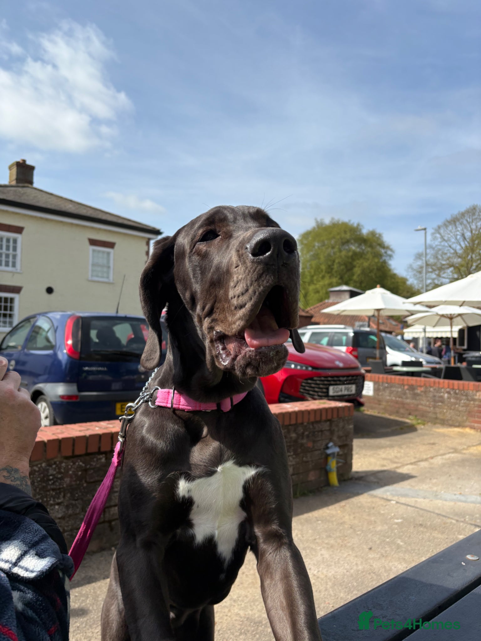 Great Dane dogs 6 month old Great Dane black  bitch - Advert 1