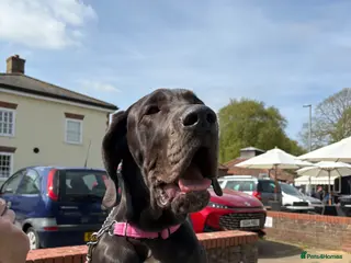 Great Dane dogs 6 month old Great Dane black bitch - Advert 5