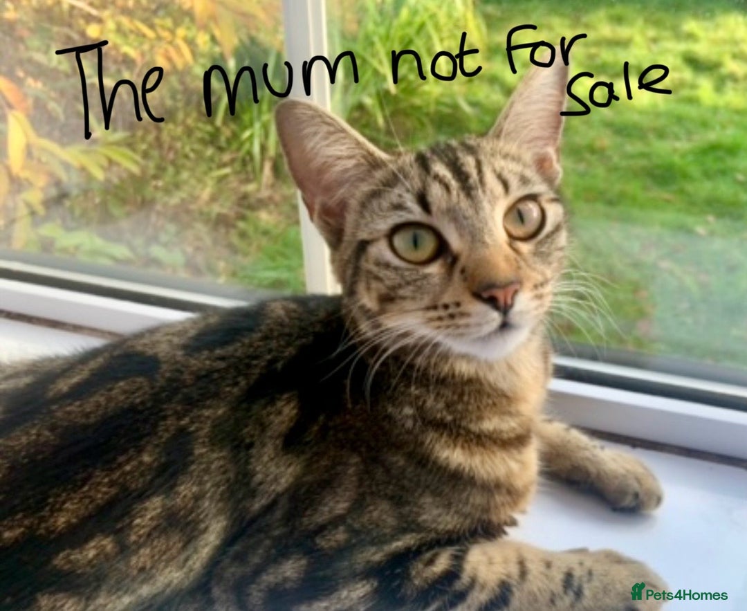 Mixed Breed cats for sale: Fluffy,bengal mixed,energetic kittens - Image 22