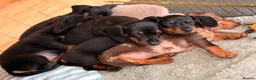 Miniature Dachshund dogs for sale: Last Girl & Boy - Miniature Dachshund Puppies - Advert 13
