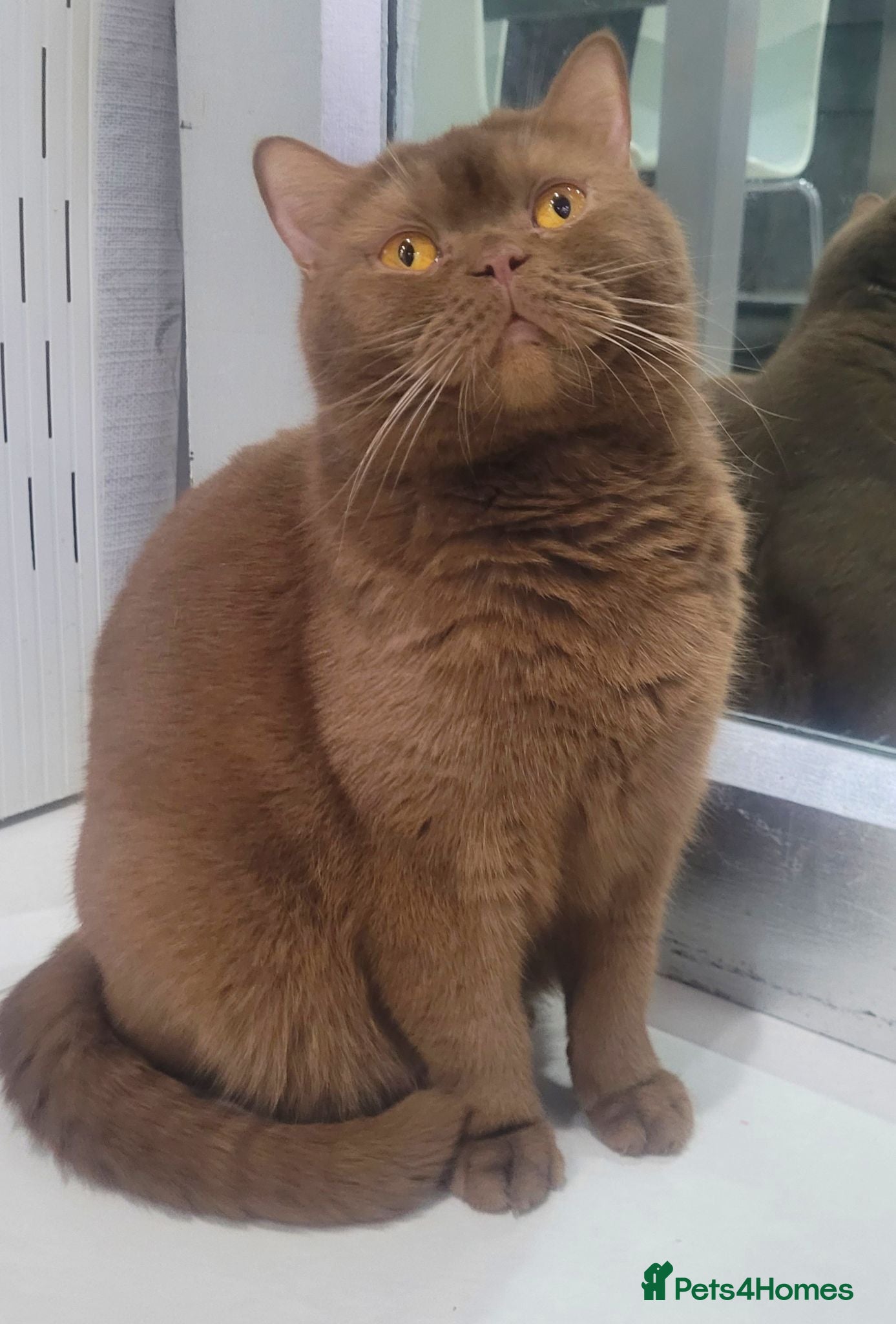 British Shorthair cats Cinnamon British Shorthair Active Registration - Advert 18