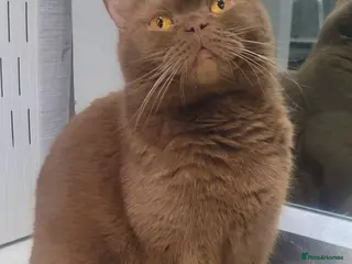 British Shorthair cats Cinnamon British Shorthair Active Registration - Advert 3
