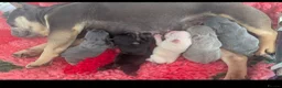 French Bulldog dogs for sale: French bulldog puppy's  - Advert 3