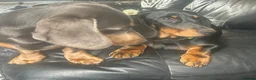 Dachshund dogs for sale: Looking for homes still available  - Advert 11