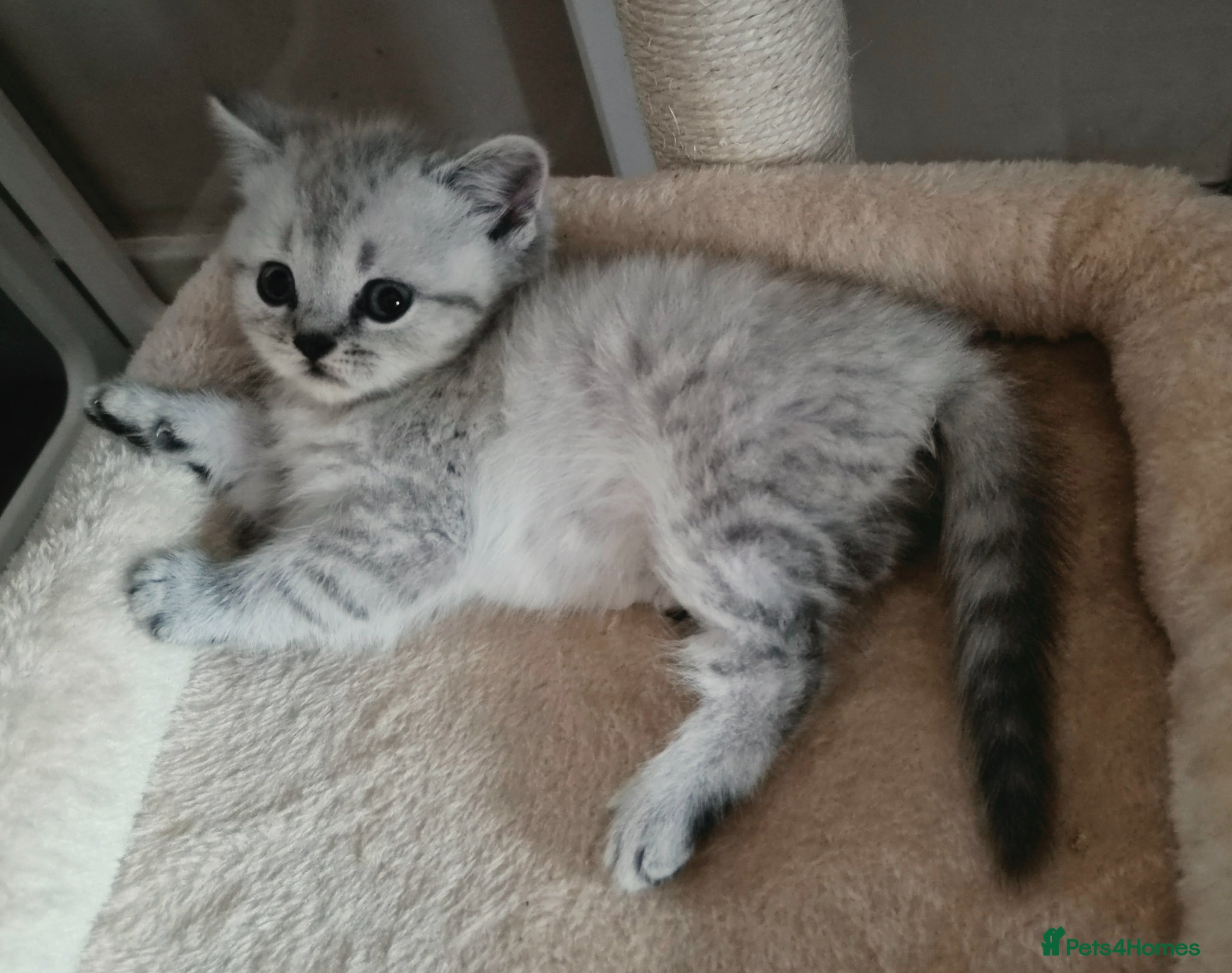 British Shorthair cats Stunning British Shorthair kittens - Advert 1