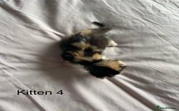 Ragdoll cats for sale: Ragdoll Kittens  - Image 9