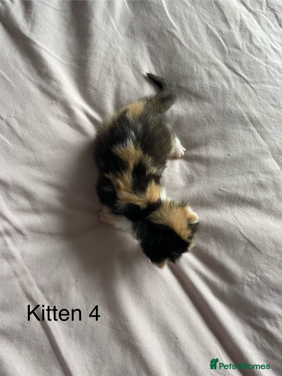 Ragdoll cats for sale: Ragdoll Kittens  - Image 9