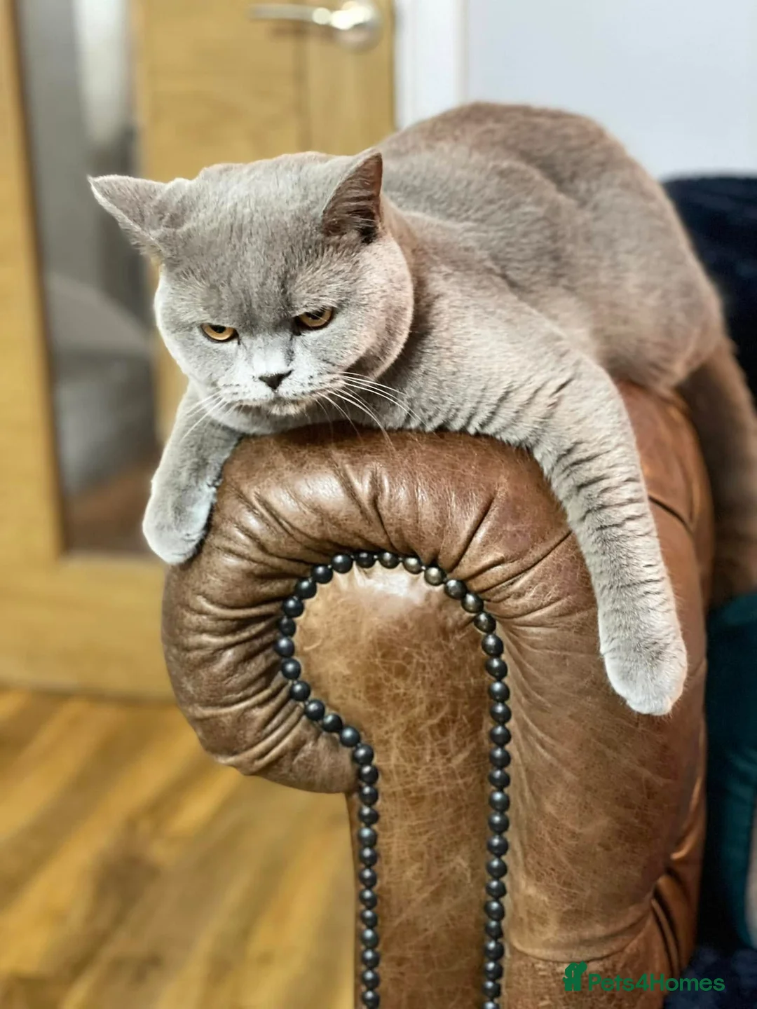British Shorthair cats for sale: BLUE AND LILAC BSH BOYS  in Wrexham - Advert 2