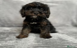 Cockapoo dogs for sale: Adorable Cockapoos looking for forever homes - Image 10
