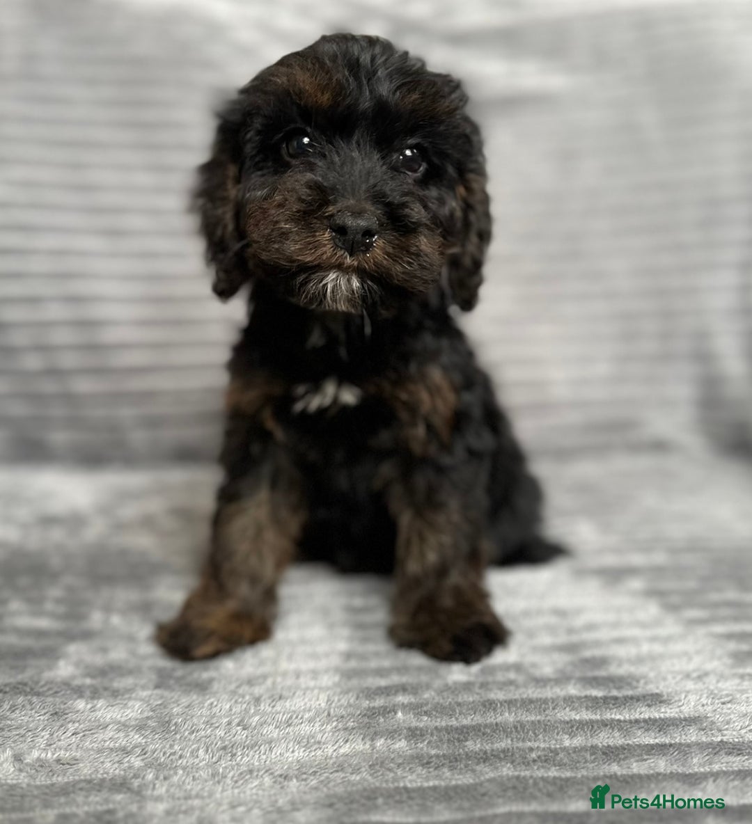 Cockapoo dogs for sale: Adorable Cockapoos looking for forever homes - Image 10