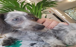 Dachshund dogs for sale: 2 White/Black/Tan long-haired dachshund puppies - Image 14