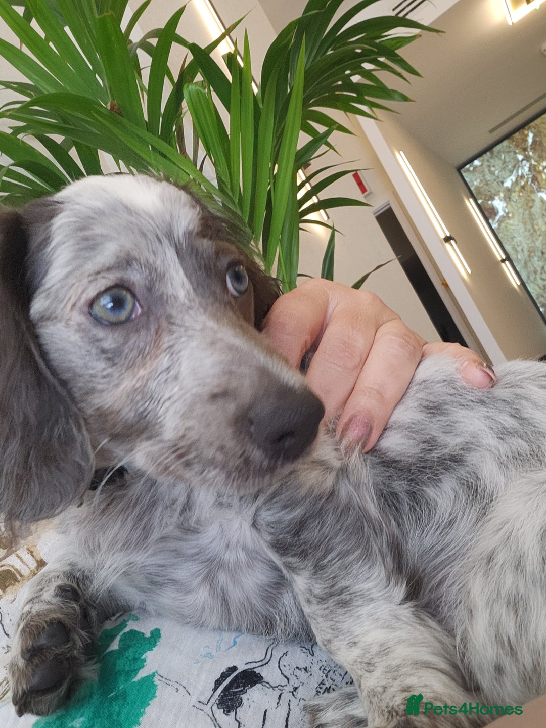 Dachshund dogs for sale: 2 White/Black/Tan long-haired dachshund puppies - Image 14