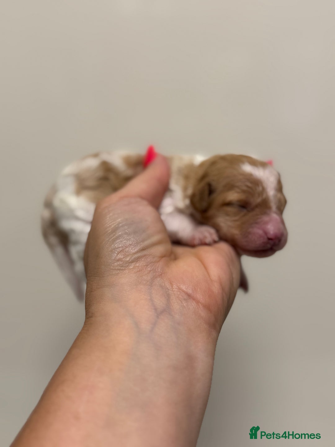 Toy Poodle dogs for sale: Tiny, rare parti poodle puppies. Red & white.  - Image 15