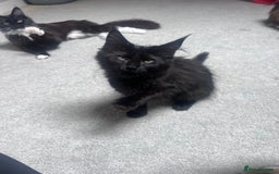 Maine Coon cats for sale:  1 GIRL KITTEN LEFT Ready now maine coon kittens - Image 1