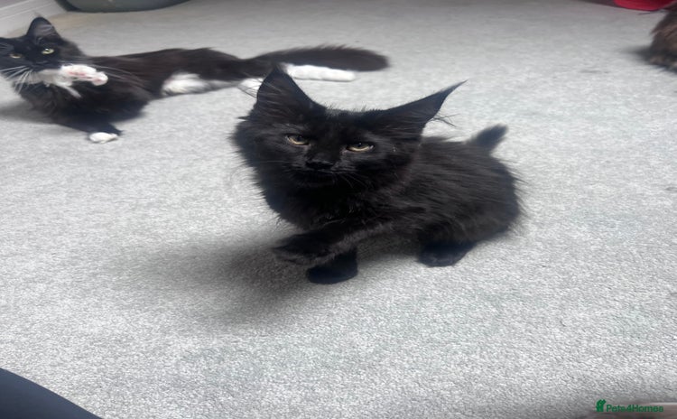 Maine Coon cats - Advert 14