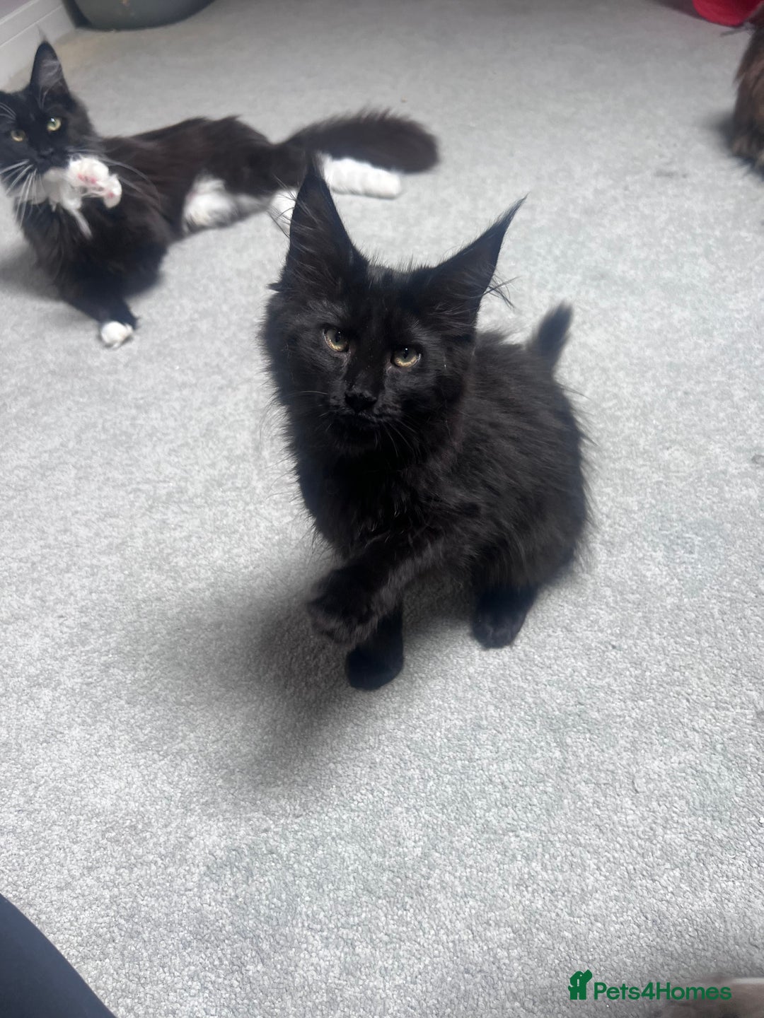 Maine Coon cats for sale:  1 GIRL KITTEN LEFT Ready now maine coon kittens - Image 1