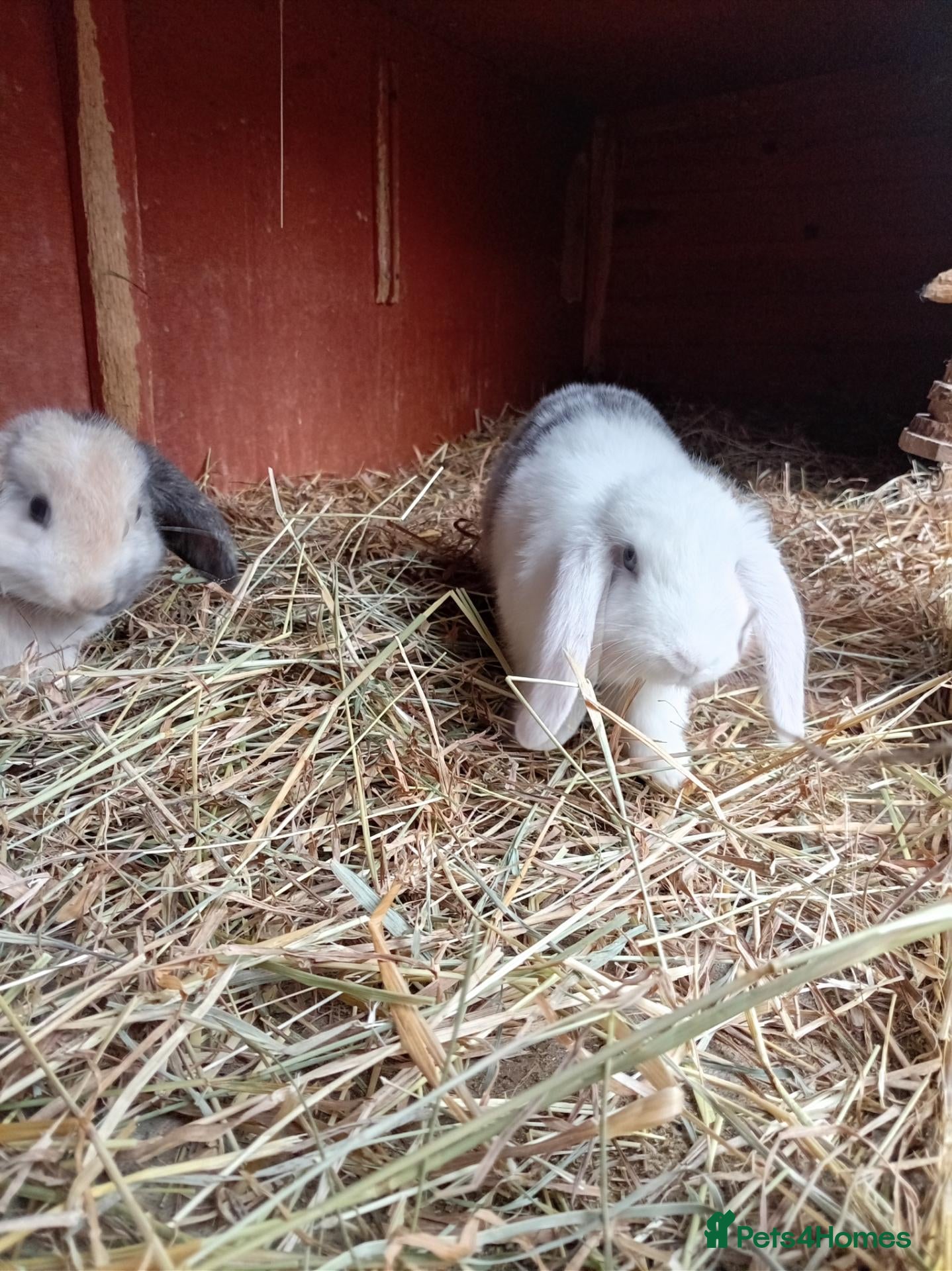 Rex rabbits 2 male baby rabbits  - Advert 8