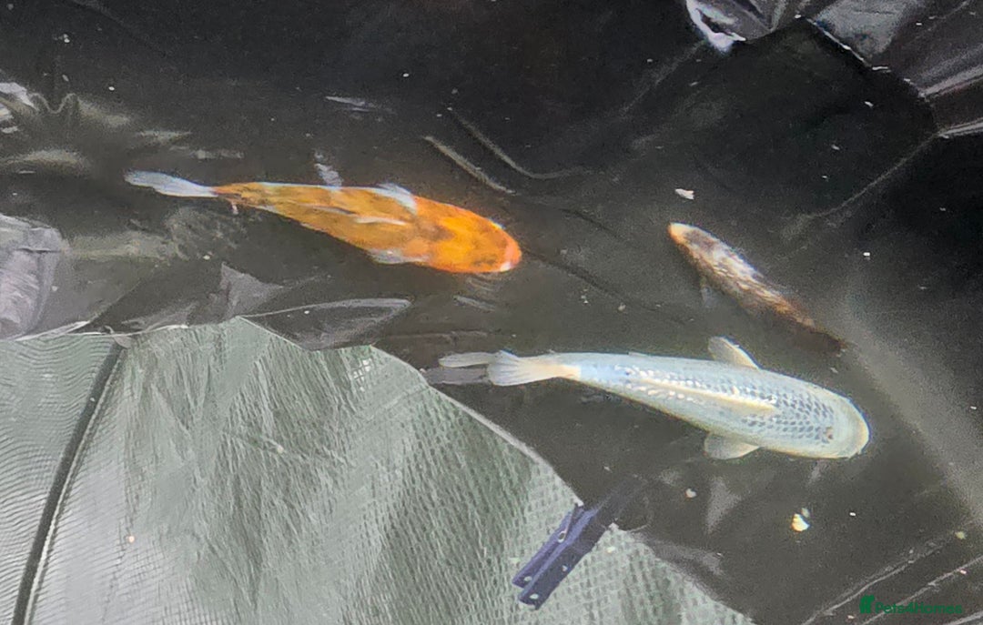 Koi Carp fish for sale: Young Koi for Sale - Image 7