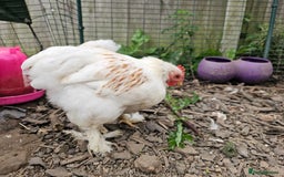 Chickens poultry for sale: ** Stunning friendly Pekin Cockerals available **  - Image 17