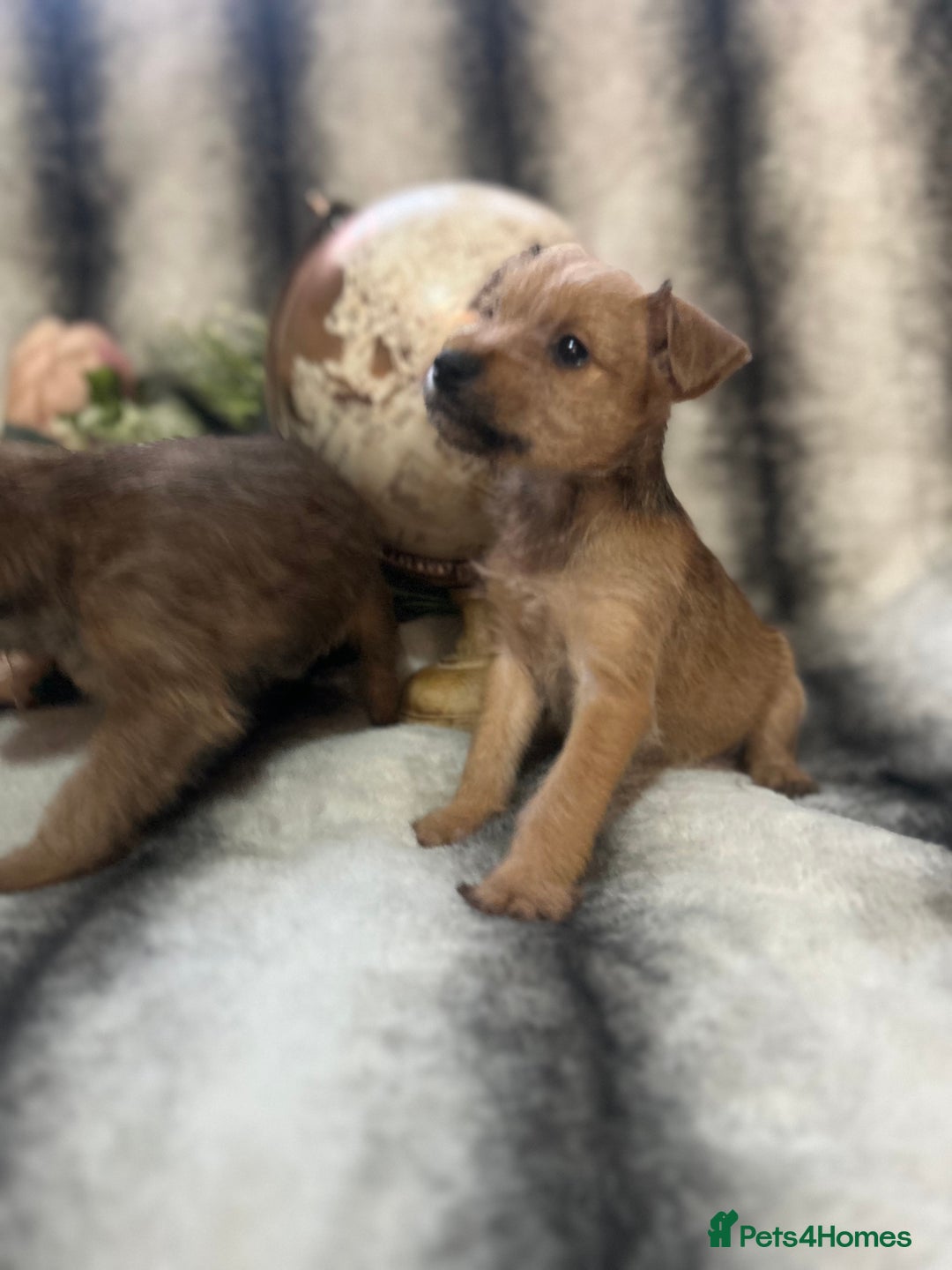 Mixed Breed dogs for sale: Norfolk terrier cross pups - Advert 1